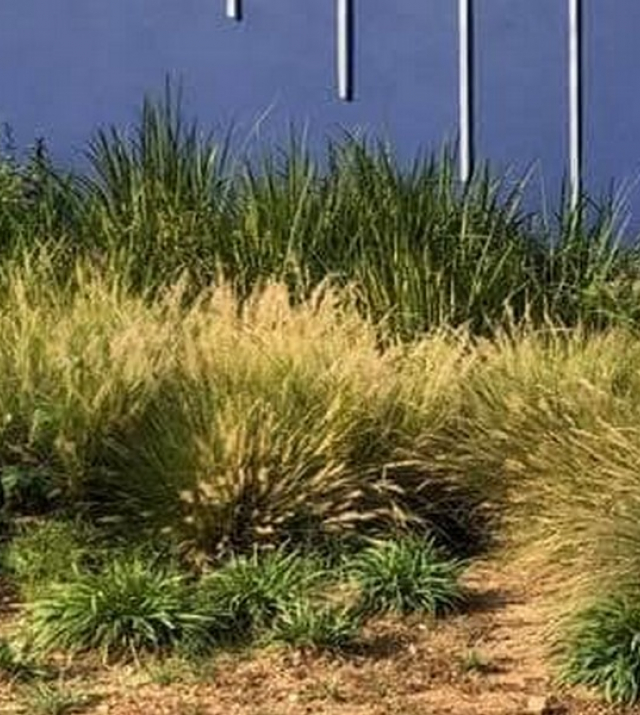 Polo_Field_Estates_22.JPG